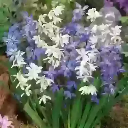 Siberica Mixed